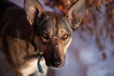 Close-up of dog. Portrait of adult dog in collar, looking into camera and walking through forest in...
