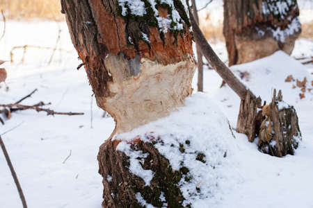 Trees in winter forest. Close-up of tree trunks with beaver teeth marks growing in forest in Europe, covered with snow after heavy snowstormの写真素材