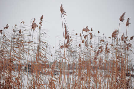 Closeup photo of high reeds growing in different directions and aiming up on ground covered with snow in forest. Astonishing background full of white and showの写真素材