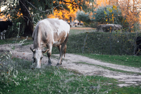 Brown-white cow pasturing with two more cows in background in meadow near country road in forest in autumn. Farmer life. Natural products. Return to nature and environmental friendlinessの写真素材