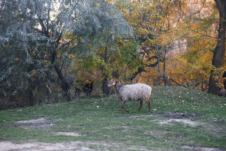 Brown-white sheep pasturing and walking with trees in background near country road in meadow in forest in autumn. Farmer life. Natural products. Return to nature and environmental friendlinessの写真素材