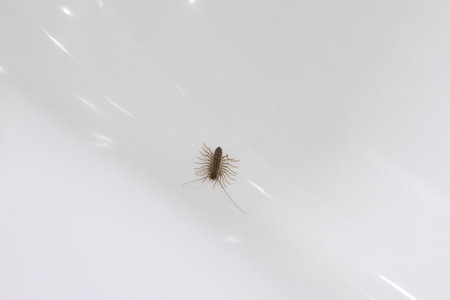 Wood lice with elongated body and many legs on white shining glistening surface of bath in bathroom. Unpleasant insects at home and getting rid of themの写真素材