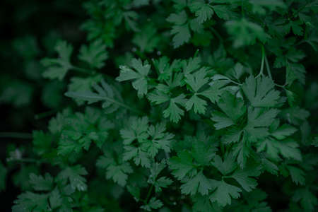 Close-up of green bush of parsley with dozens of sprigs growing in garden. Fresh organic healthy...