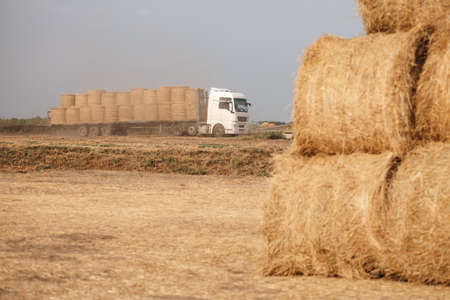 Truck full of rolled haystacks in background and huge gold rolls of hay in field in foreground. Bountiful rye harvest. Food industry. Beautiful yellow sceneryの写真素材