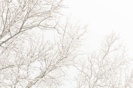 Low angle shot of upper part of tree branches coated with snow with blue sky in background....