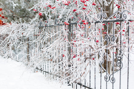 Rowan tree covered with frost with twigs falling on ornamented black fence with fir trees in...