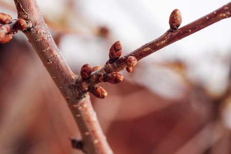 Closeup of apple tree twig with tiny unopened buds on blurry background. Nature beauty. Beginning of amazing blooming season. Time for nature lovers to take care of plantsの写真素材