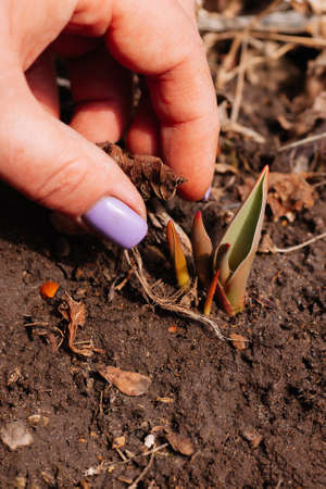 Closeup of woman hand gathering dry leaves around little sprouting tulips growing on ground in country garden in daytime. First plants to bloom in springの写真素材