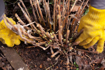 Closeup of hands in work gloves cleaning land from dry grass and leaves around hydrangea growing on...