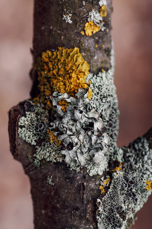 Closeup of old tree trunk of apple-tree covered with lichen of gray and yellow color with blurred background in forest in daytime. Natural texture. Observing natureの写真素材