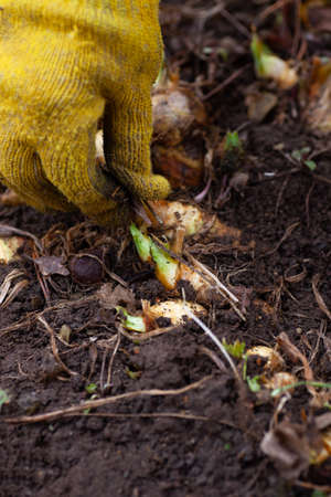 Closeup of hand in yellow work glove collecting dry leaves, grass and roots around iris flower sprouts in garden in daytime. First plants to bloom in springの写真素材
