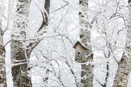 Middle sized bird house attached to tree trunk in forest full of snow covering everything all...