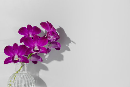Sprig of purple orchid in vase on white background, free copy space, horizontal photo. Display on wall of dark shadow of flower silhouette. Orchidaceae, beautiful bloom, minimalism, home decorationの写真素材