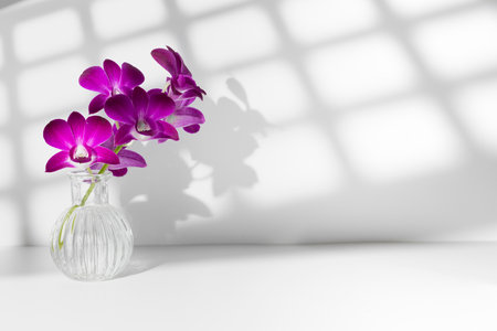 Bouquet of five violaceous orchid flowers in vase on table with square shadow on wall in white studio. Floral deliveryの写真素材
