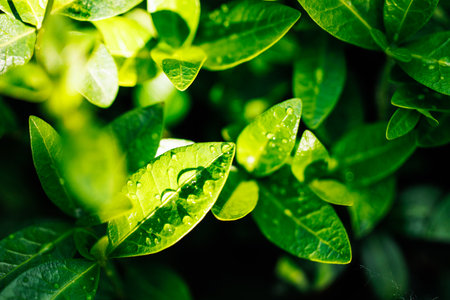 Close-up of fresh green wet bright leaves covered with water rain dew drops lit by sun. Morning dew,...