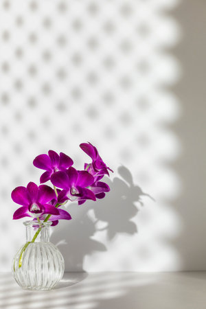 Violet orchid flowers in glass bulb vase with contrast rhombus pattern shadow from window curtain, white room. Interiorの写真素材