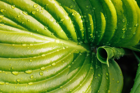 Close-up of large new green leaf of plantain lily funkia hosta covered with water rain dew drops lit by sun. Nature.の写真素材