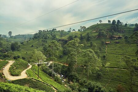 Landscape of tea plantation in Nuwara Eliyaの写真素材