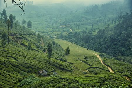 Tea plantation in Munnar, Kerala, India. の写真素材