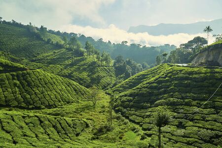 Tea plantation in Munnar, Kerala, India.の写真素材