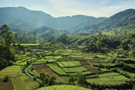 Munnar landscape, Kerala, India. December 2019. の写真素材