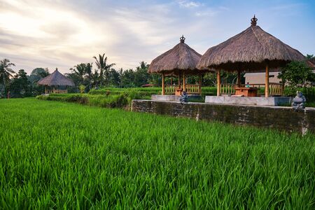 Beautiful rice terrace in Ubud, Baliの写真素材