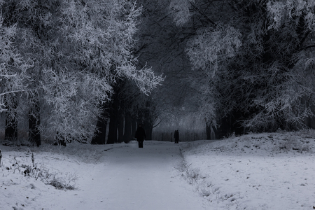 white winter landscape with trees covered in snow and a winding road