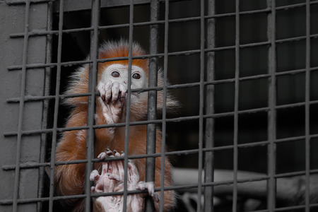 Javan lutung, also Javan langur, Very sad sits in a cage