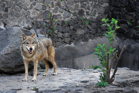 Kind Gray wolf walking alone in zooの写真素材