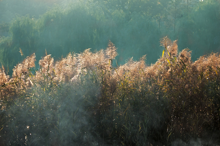 Landscape with morning Smoke  over Reed grassの写真素材