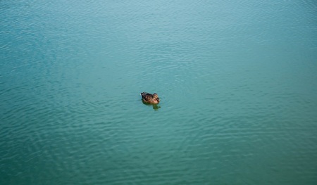 The duck on the riverの写真素材