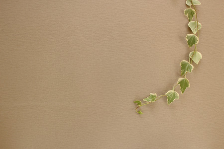 Wallpaper with ivy as background brownの写真素材