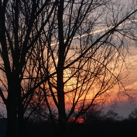 beautiful sundown behind treesの写真素材