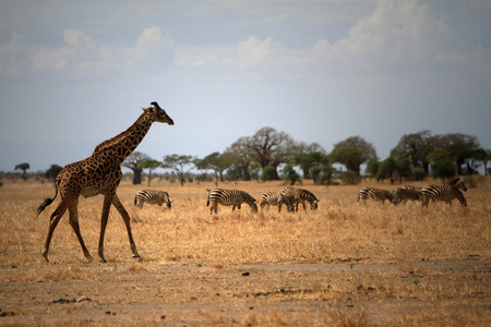 Tanzania safariのeditorial素材