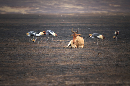 Tanzania safariのeditorial素材