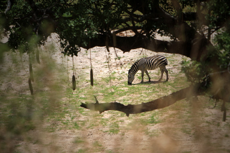 Tanzanian zebraの写真素材