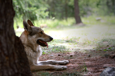Shepherd dogの写真素材