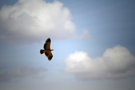 african eagleの写真素材