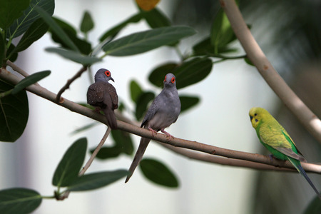 little parrots