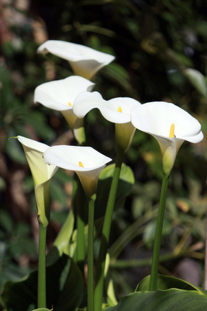 candid callasの写真素材