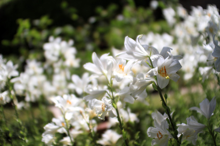 white lilyの写真素材