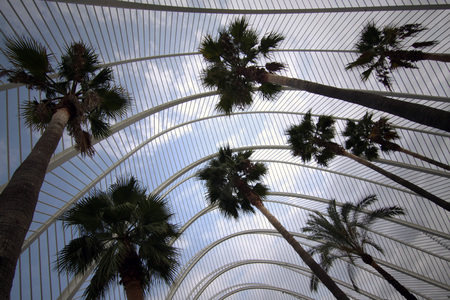 palms in Valencia "ciudad de las artes y las ciencias"のeditorial素材