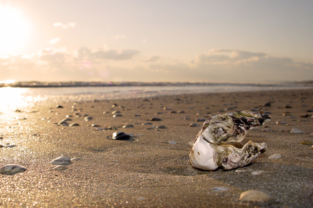 shell on sunrise at the Adriatic Sea