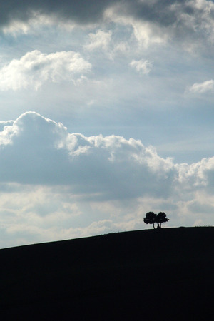 a couple of trees on the Italian hillsの写真素材