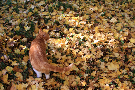 autumns season - red cat and dry leavesの写真素材