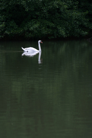 swan and reflex on the lakeの写真素材
