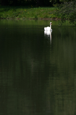 swan and reflex on the lakeの写真素材