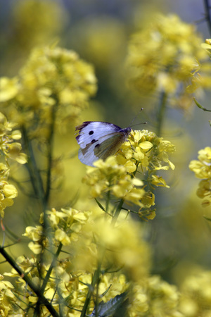 white butterfly on yellow flowerの写真素材