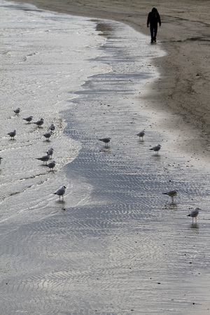 Reflection of seagulls on the beach - Adriatic Seaの写真素材