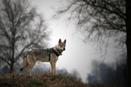 portrait of Czechoslovakian Wolfの写真素材